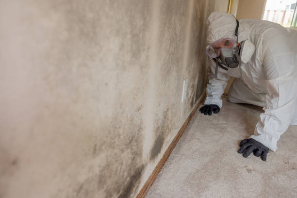 Best Real Estate Mold Inspection  in Leominster, MA