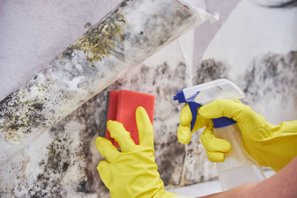 Why You Should Choose Our Mold Remediation Services in Leominster, MA